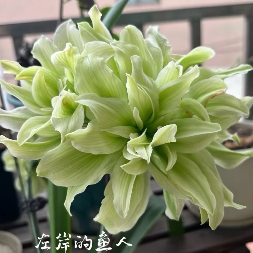 双绿进口品种朱顶红种球阳台庭院