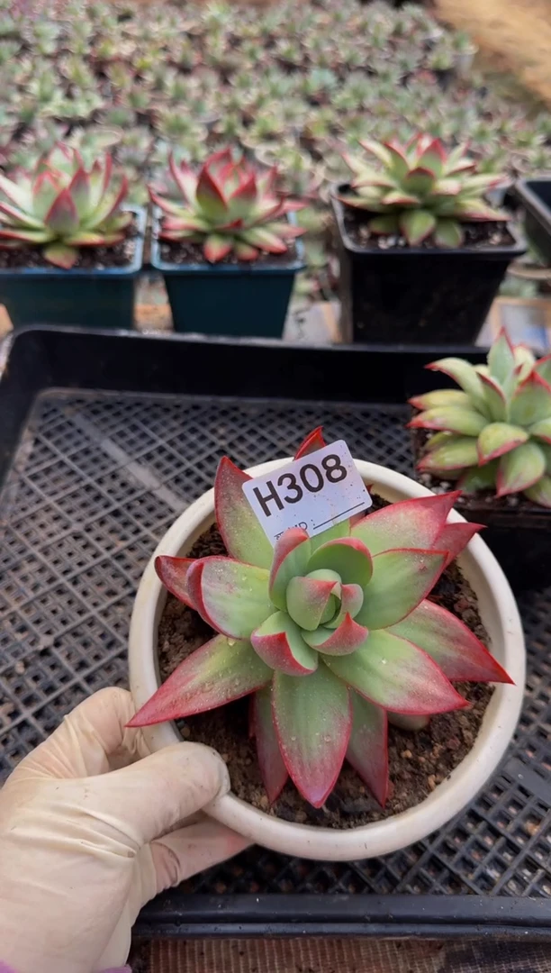 H308惊鸿仙子（裸根发货）