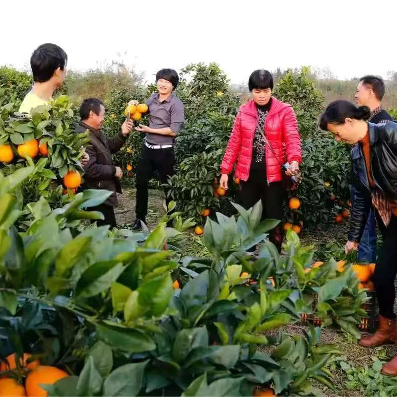 湘嘉嘉鑫特产正宗嘉禾脐橙箱子超甜橙子当季薄皮新鲜现摘整箱发
