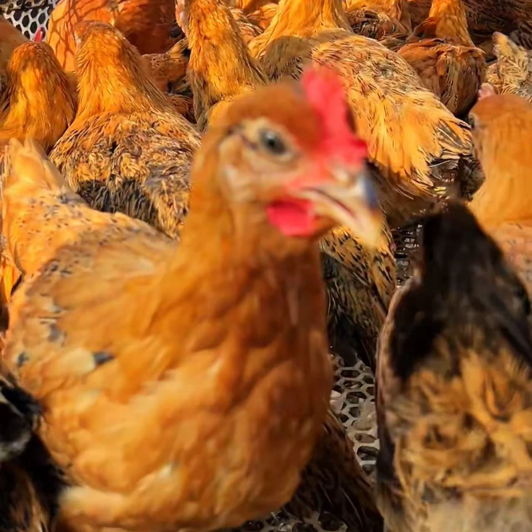 农家散养土鸡礼盒12只装 半斤左右发货 恒温包邮 肉质鲜美 包冰率不含冰