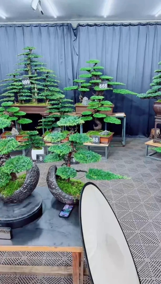 无花朵迎客松1111松树盆景