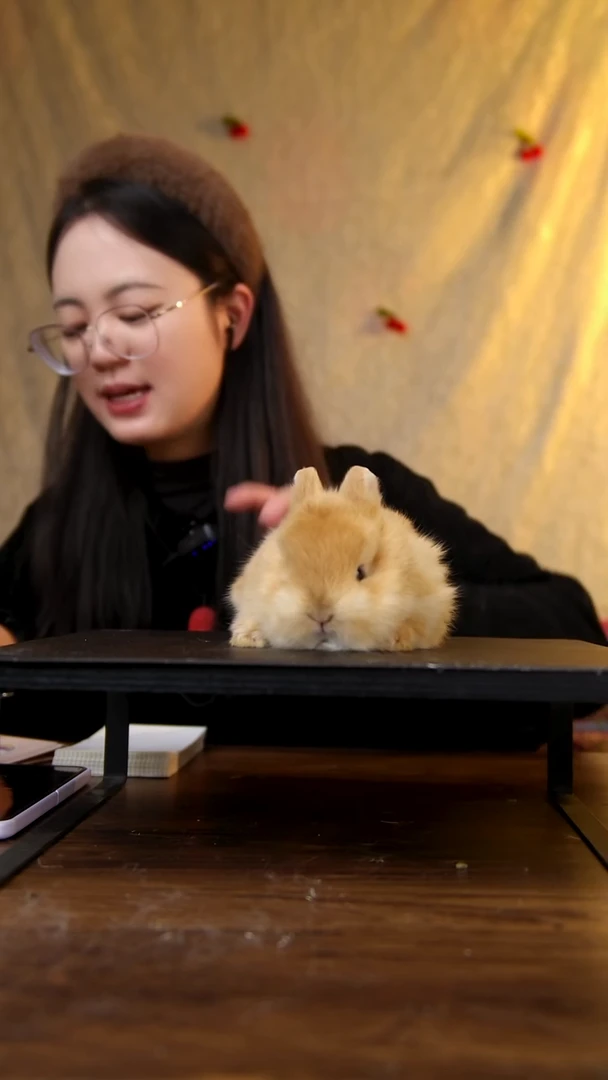 侏儒兔奶黄侏儒兔弟弟一旦发出不退不换