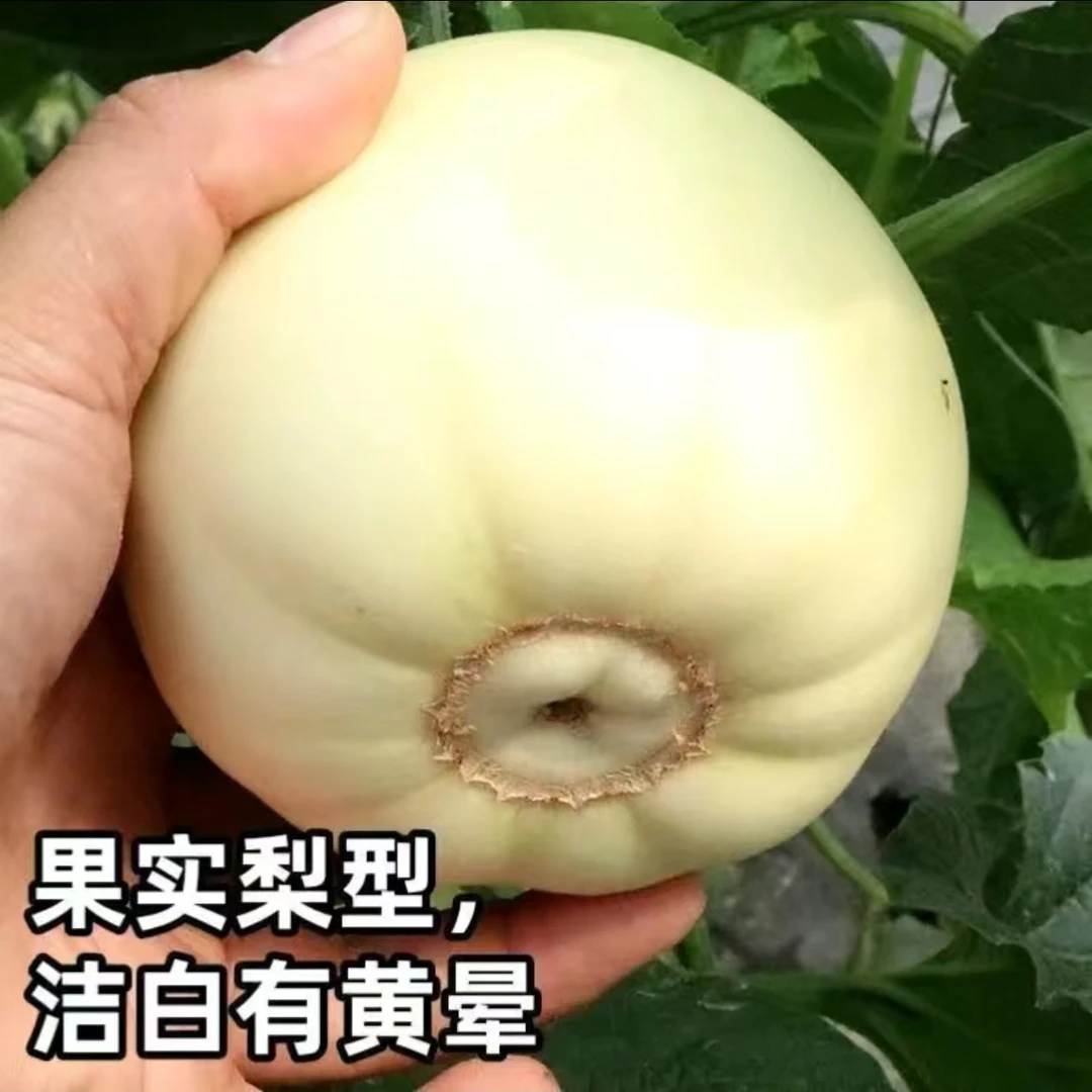 【懒汉甜瓜种子】瓜果种子籽香味浓特甜蜜瓜小院家庭种植