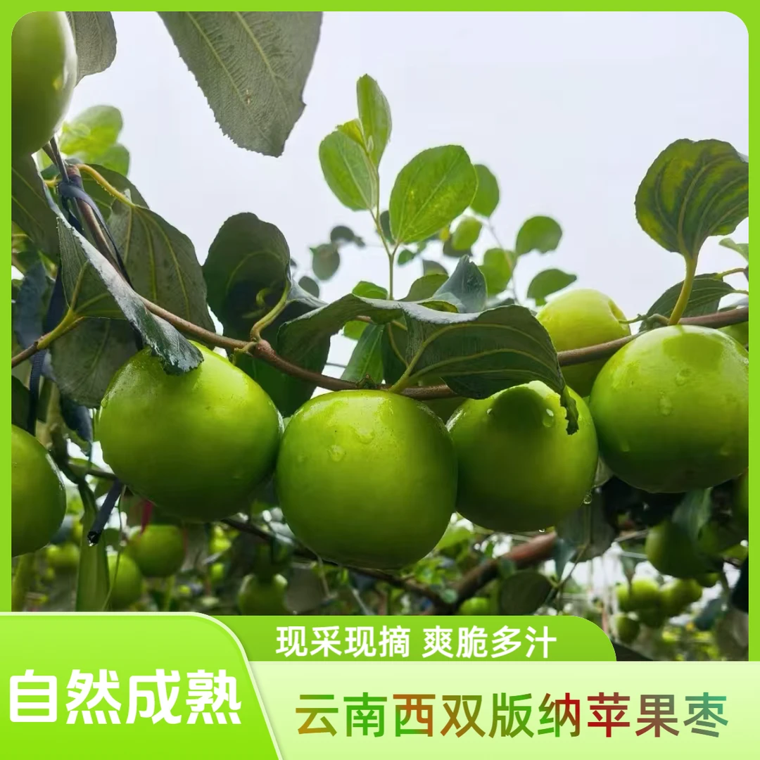 云南西双版纳苹果枣脆甜多汁新鲜苹果枣果园直发现采现摘