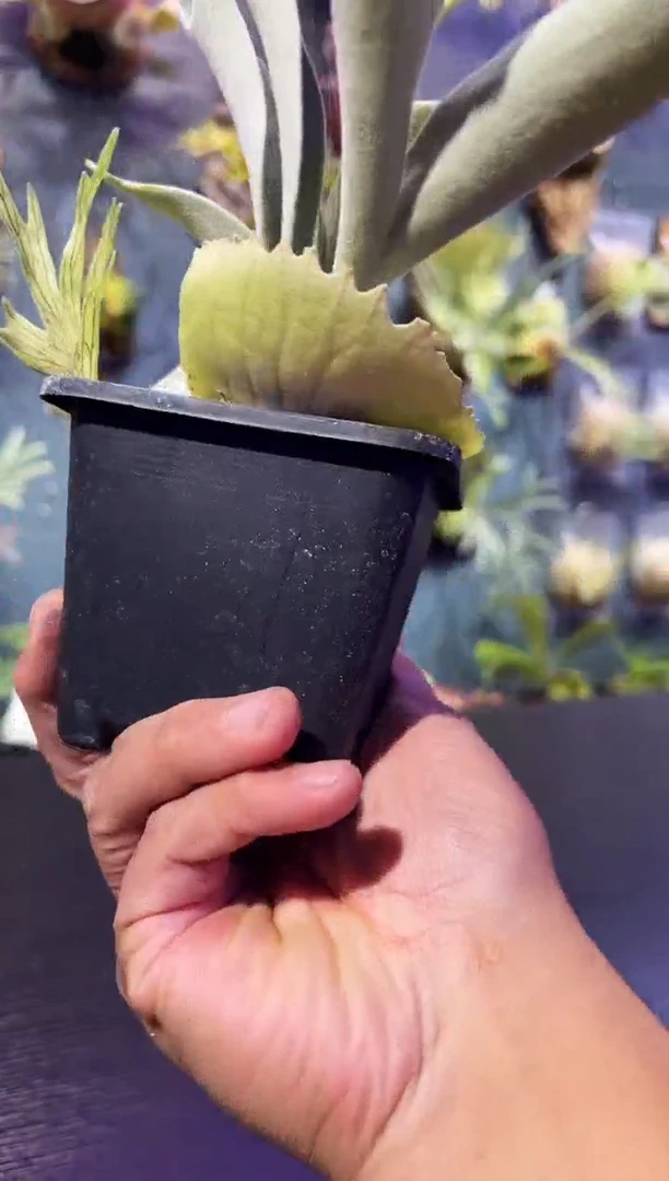 完全开放福利杯苗编号59 AR胡子