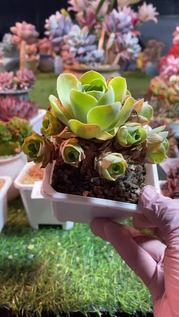 【闪购商品】0548a