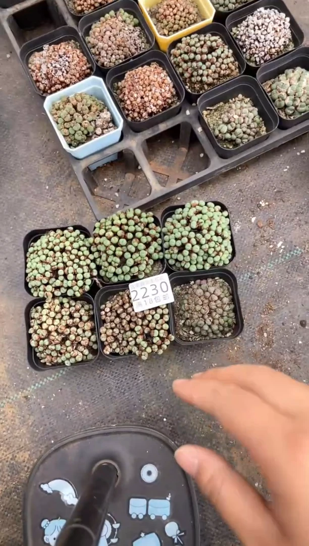 2230特价七方饼子有瑕疵发货2盒量拍