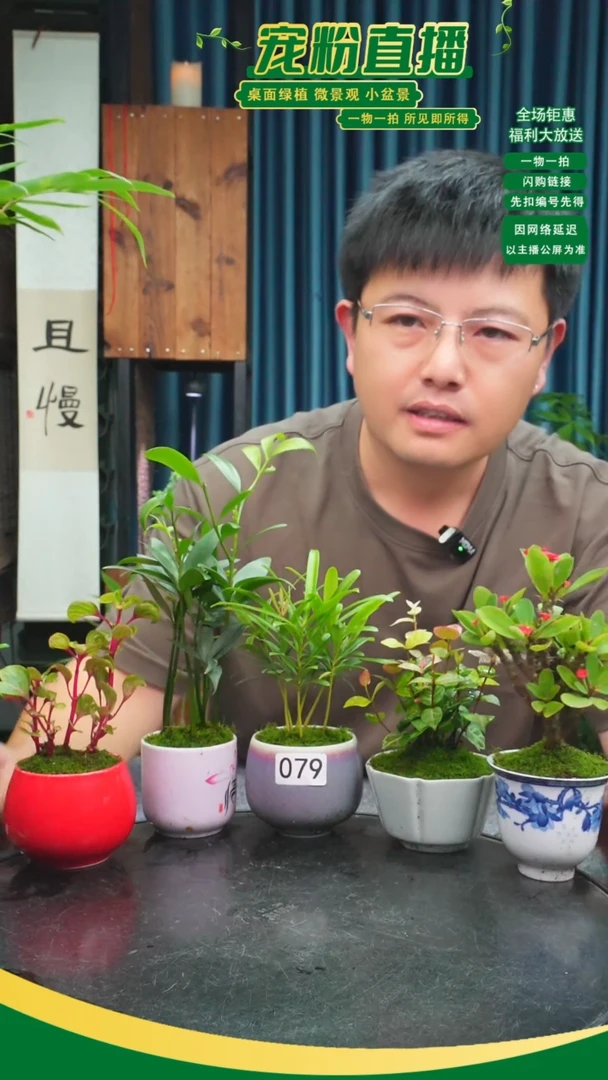 无花朵忠****儿苔藓微景观079号
