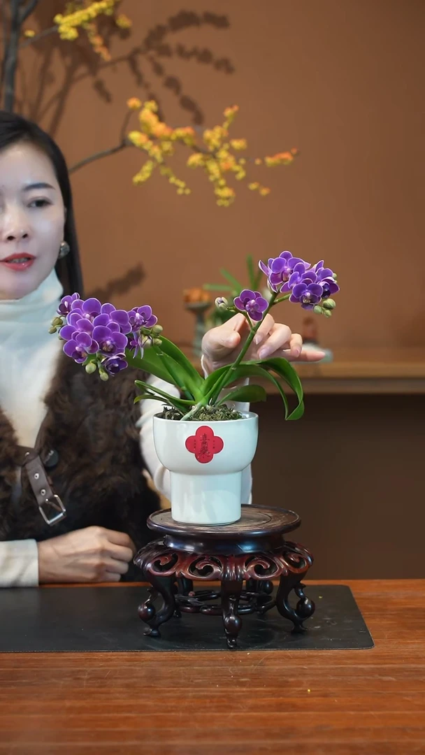 全部花朵蝴蝶兰盆景盆景