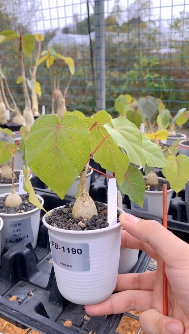 【闪购商品】红脉榕FB-1190