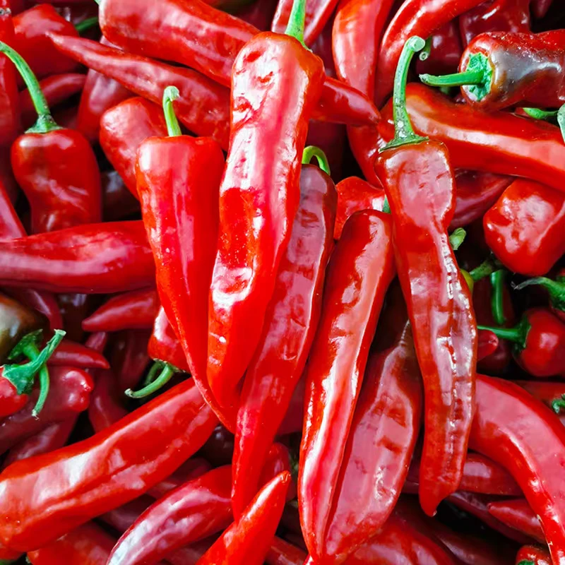 东北农家辣妹子红辣椒特辣辣妹子薄皮红辣椒