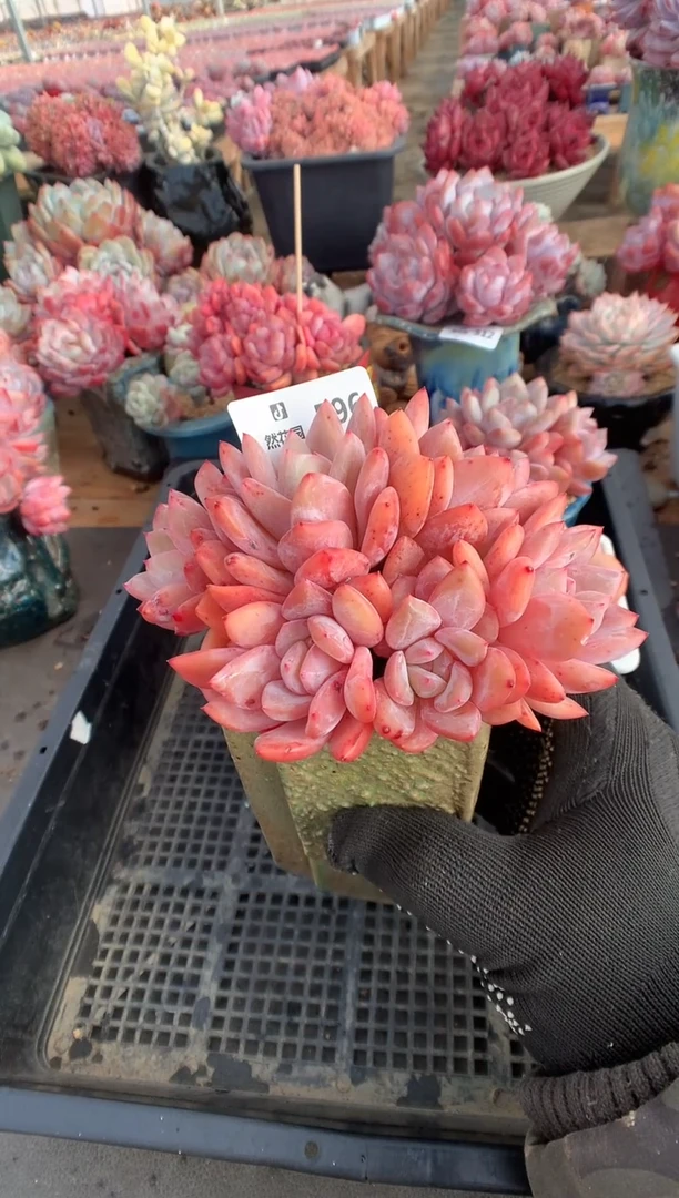 596雪天使多肉植物一物一拍