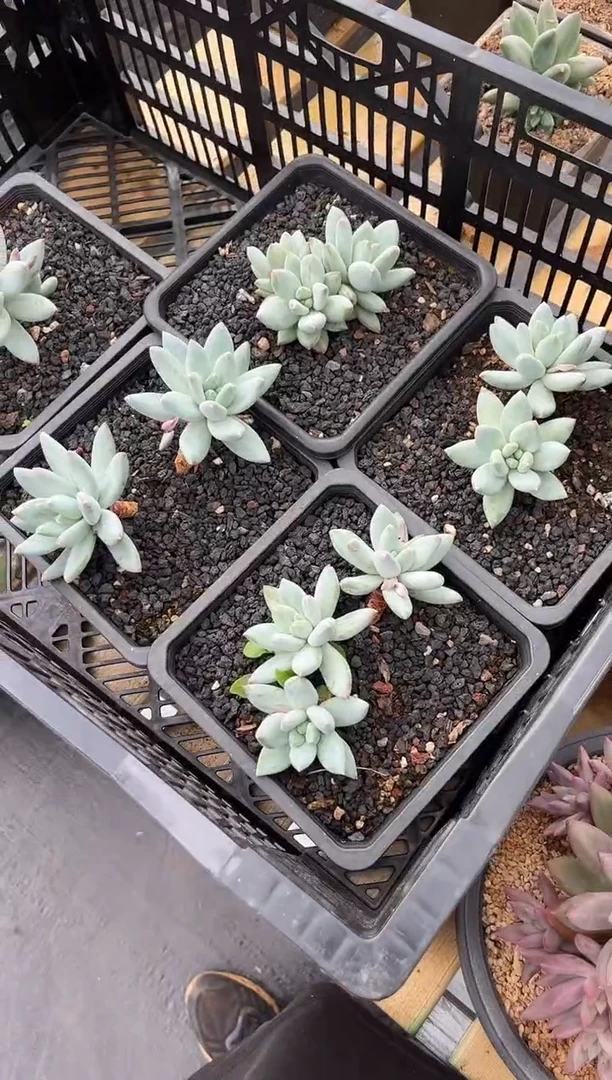 天空之城美人多肉植物