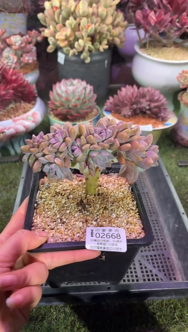 【闪购商品】02668