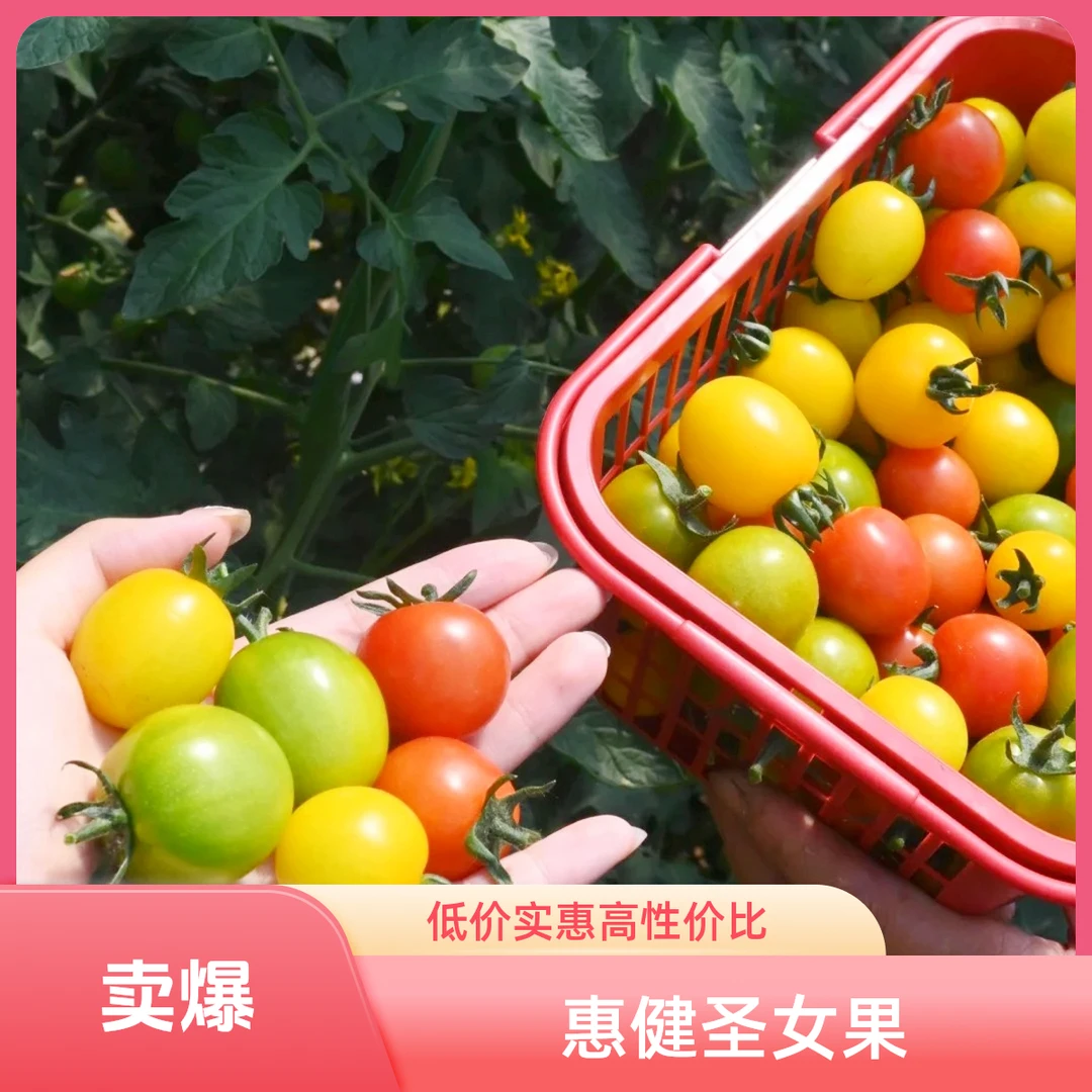 顺丰包邮惠健农场现摘现发圣女果三色小番茄酸甜多汁坏果包赔
