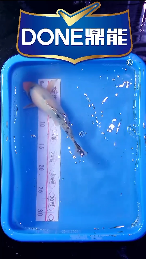 锦鲤直播间菁选 对版发货 42号