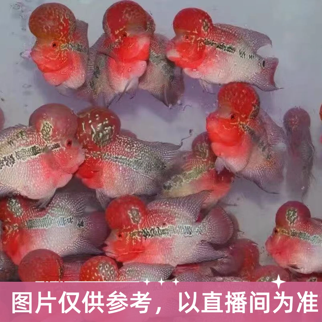 直播间罗汉鱼专拍6号