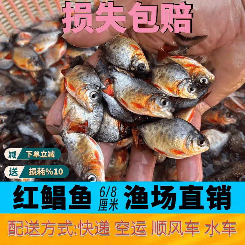 红鲳鱼淡水（规格6/10厘米）广东鲳鱼热带鱼水族活体养殖发货观赏鱼