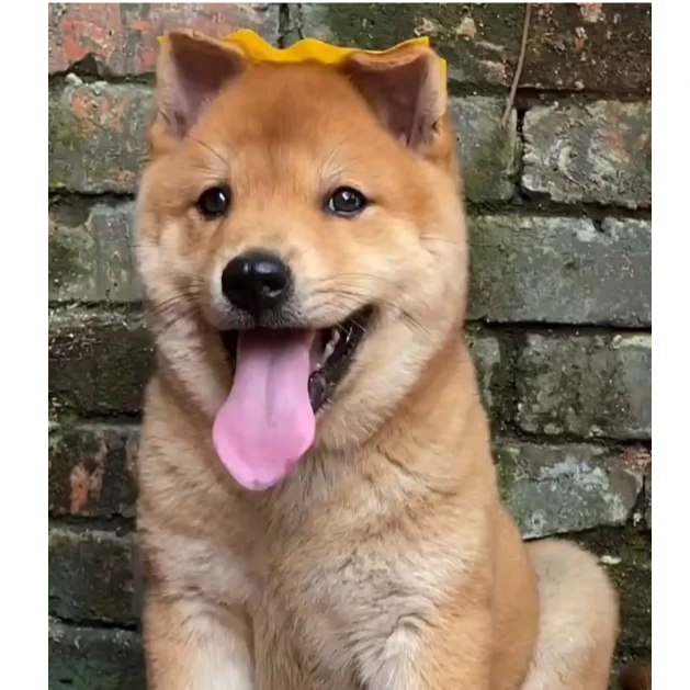 【赋御犬甄选专用链接】精品幼犬，田园犬，五红犬五黑犬黄狗白面自营