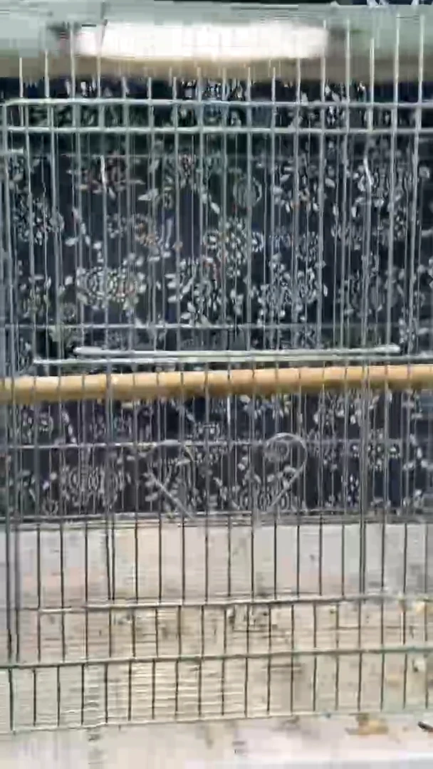 86号长尾老毛养笼0元起拍