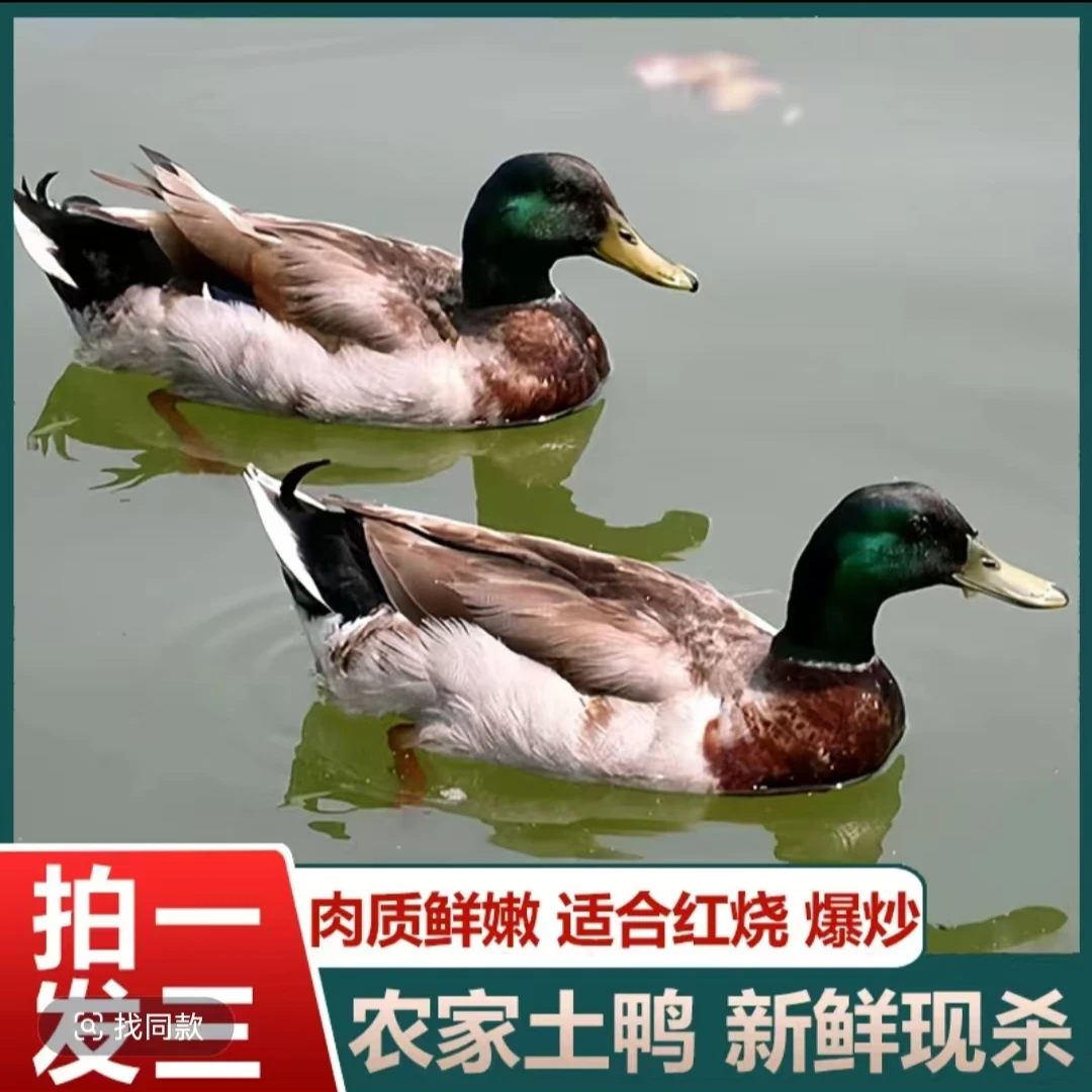 【生态农场】农家散养土鸭子 发3只净重共8-9斤 冷链运输