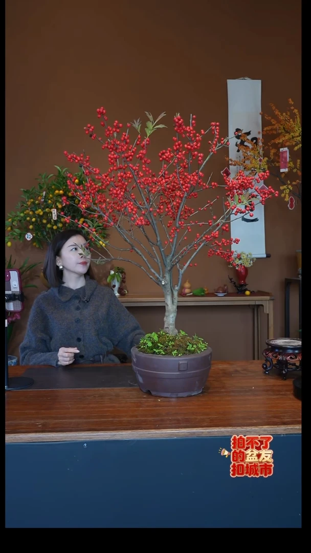 全部花朵冬青盆景盆景