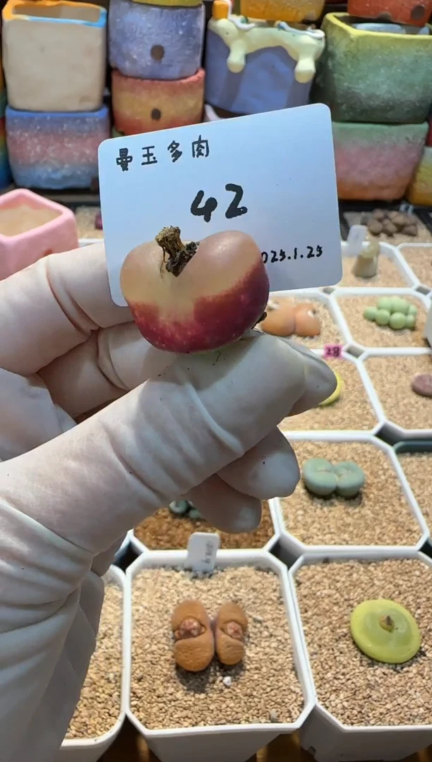 【闪购商品】25.1.25-42