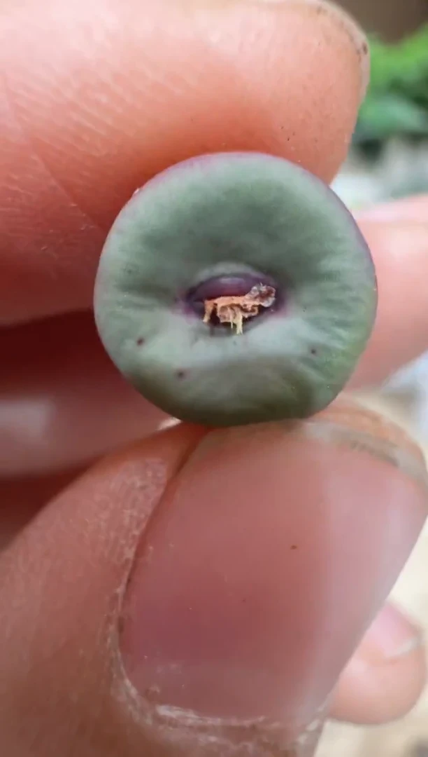 29-365多肉植物肉锥