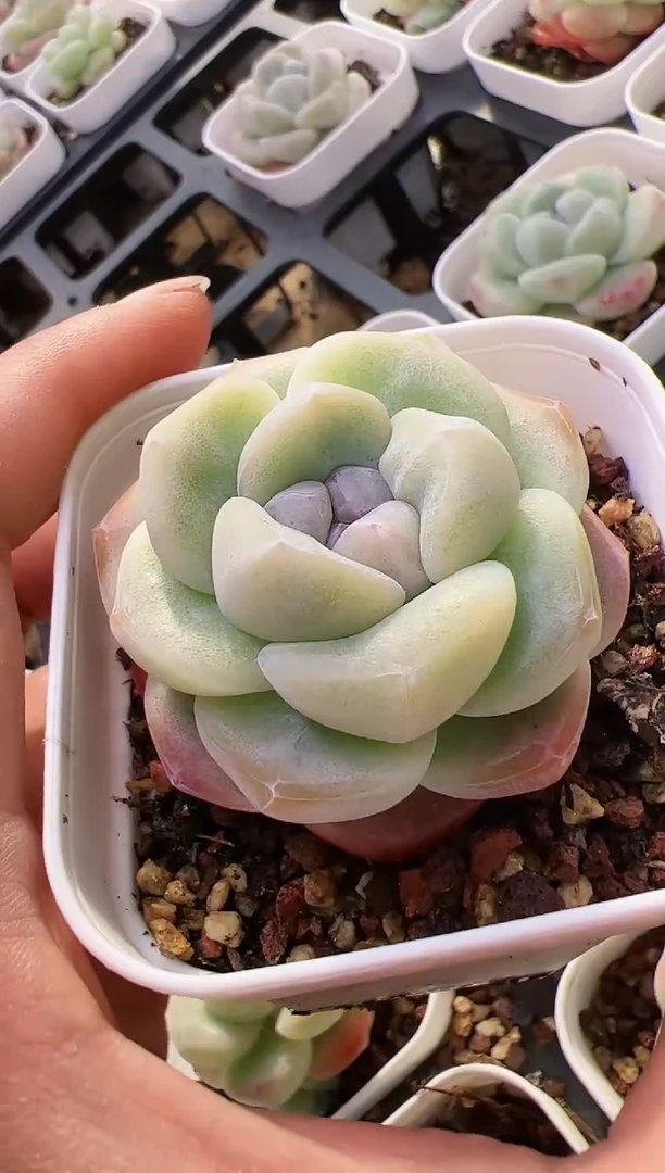 【闪购商品】17-5雪胖胖单头一颗