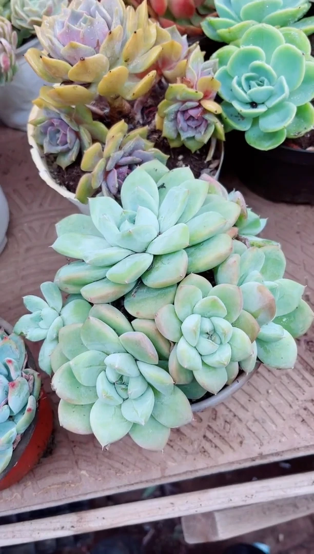 ?****吖31070多肉植物一物一拍