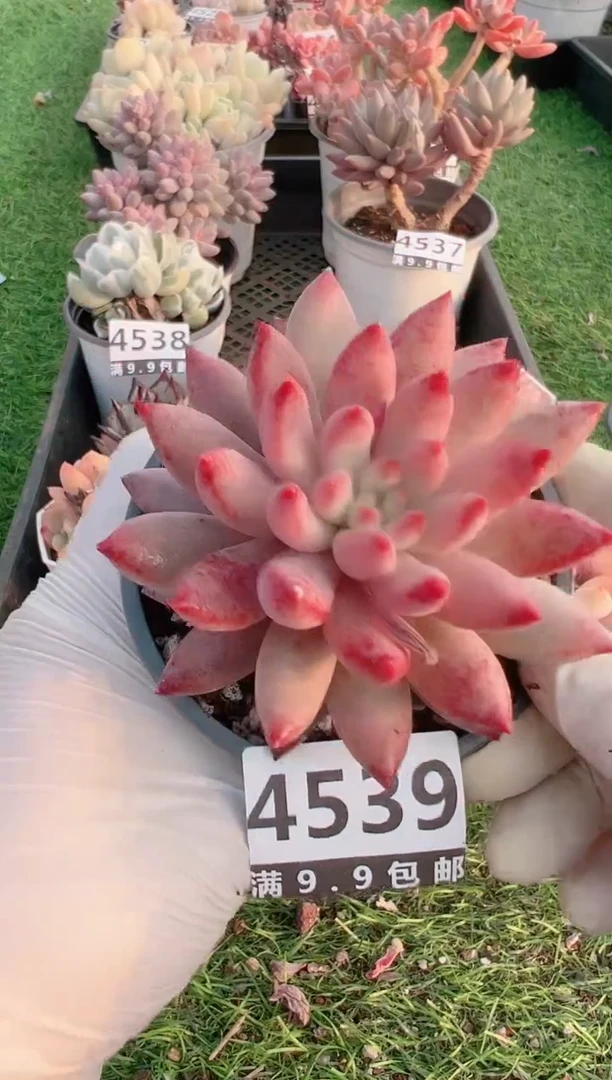 【闪购商品】信福多肉一物一拍