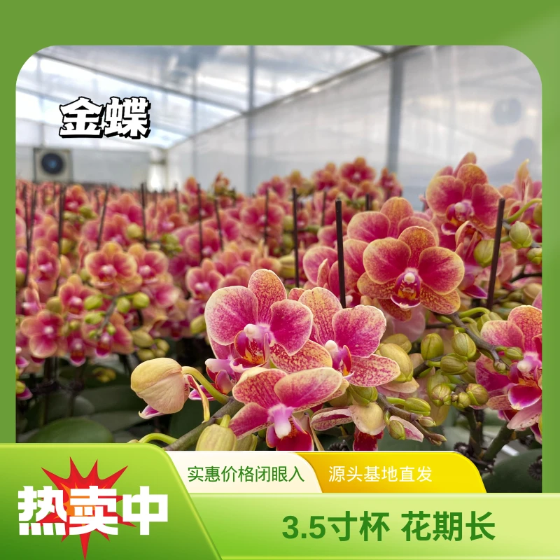 【金蝶】橙粉色系单株 折枝掉花赔付5元 精品家庭花卉 基地直发