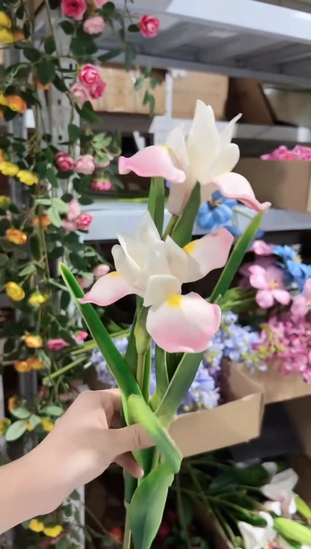 2枝粉色鸢尾花花