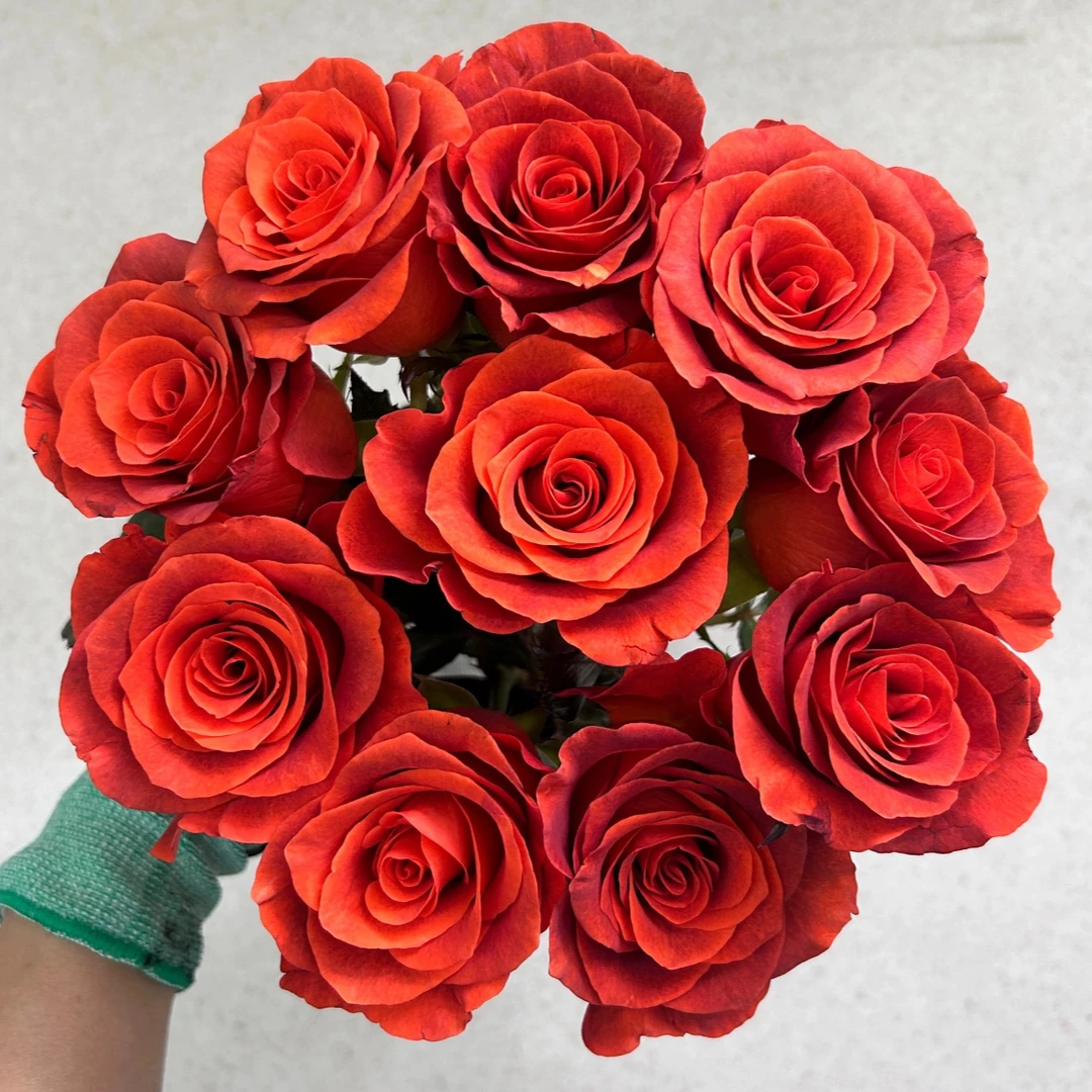 宜然园艺杏仁酒1加仑灌木花苗欧洲月季多季节重复开花