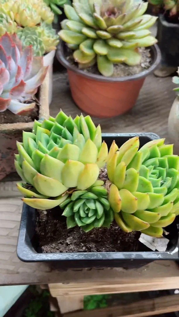 吖*22046多肉植物一物一拍