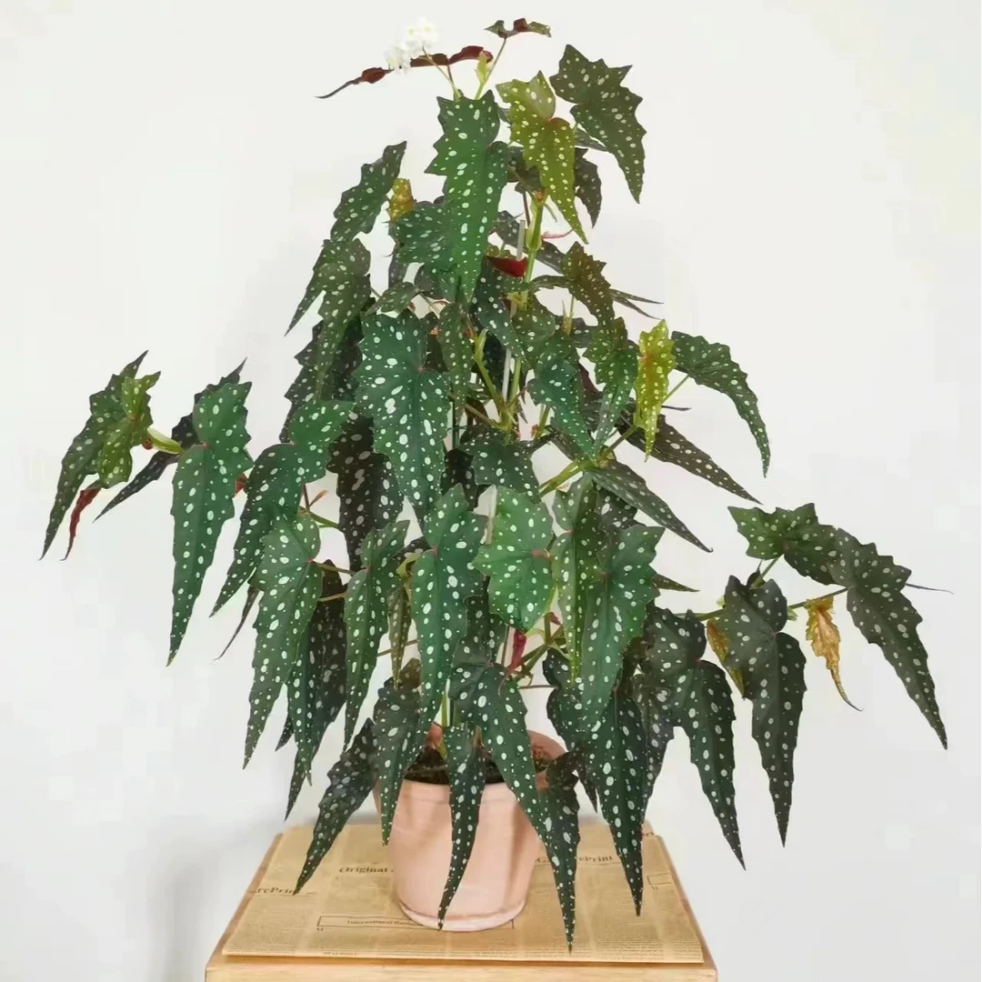 沙丁鱼秋海棠室内桌面高档盆栽