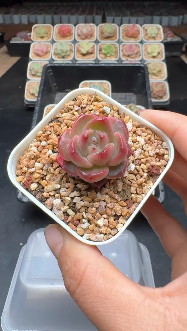 【闪购商品】534D物拍多肉带盆土6.5杯拍3颗包柚