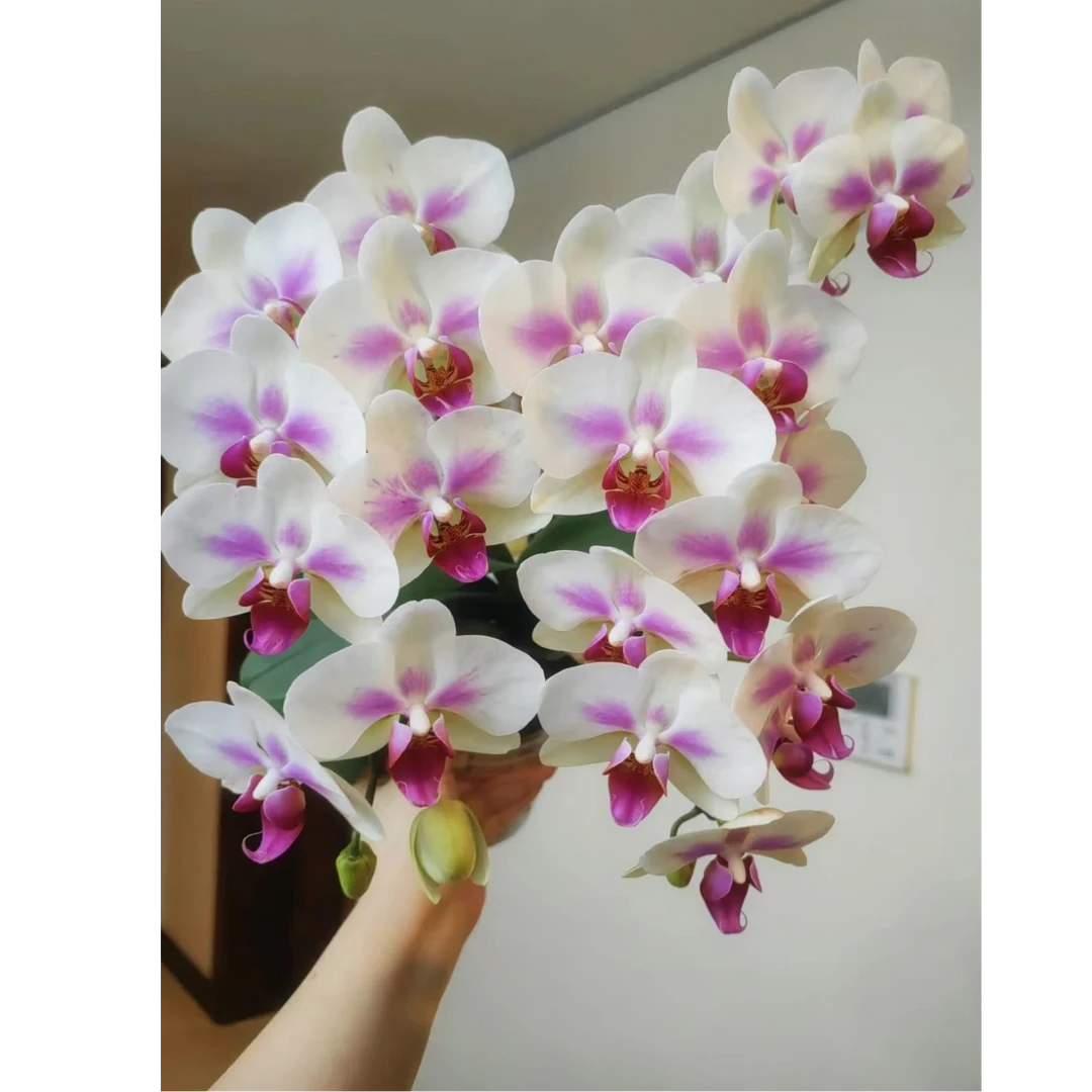 珠光花瓣 带香味 3个花剑 【雪媚娘】蜡质花 花球7个月以上爆花品种