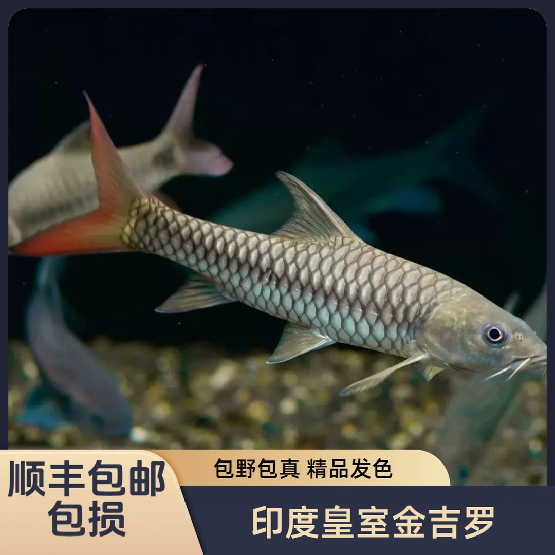 印度皇室金吉罗 金色吉罗原生鱼观赏鱼淡水鱼进口鱼顺丰包邮