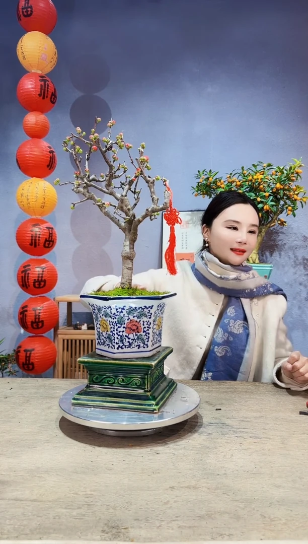 【闪购商品】盆景海棠 长寿冠