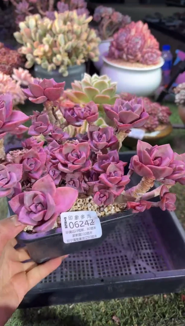 【闪购商品】06242