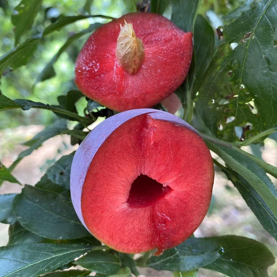 新品种凌稷一号李子小苗，牙签小苗， 不包活