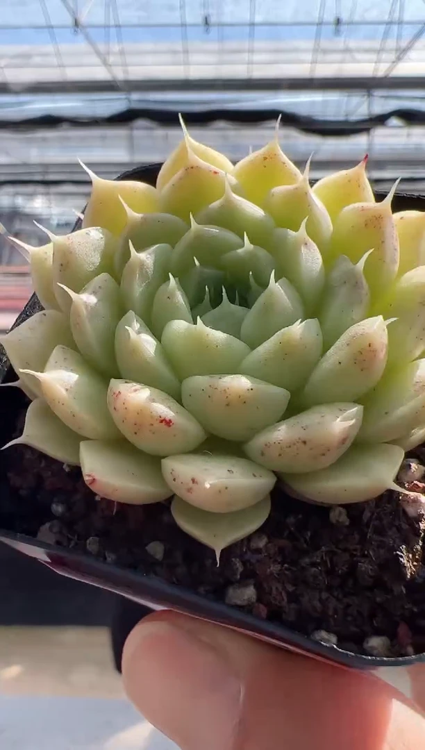 【闪购商品】东云多肉睫毛精-15