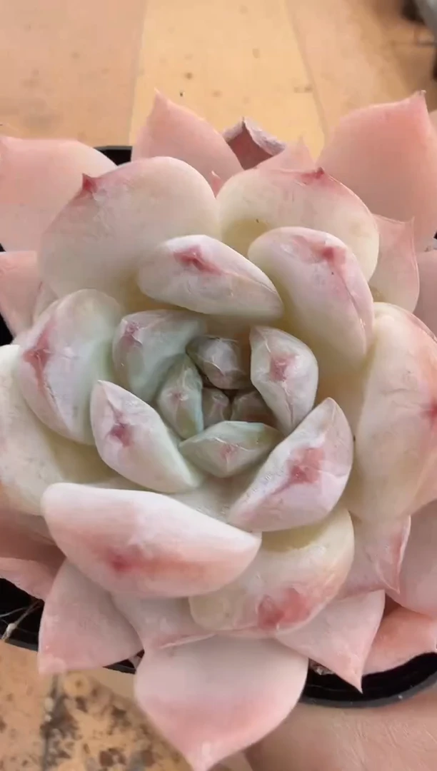 东云多肉园二店-219