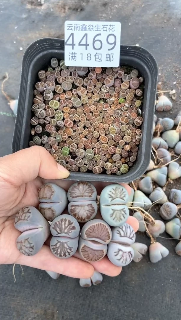 4469特价菊纹章有瑕疵发货1颗量拍