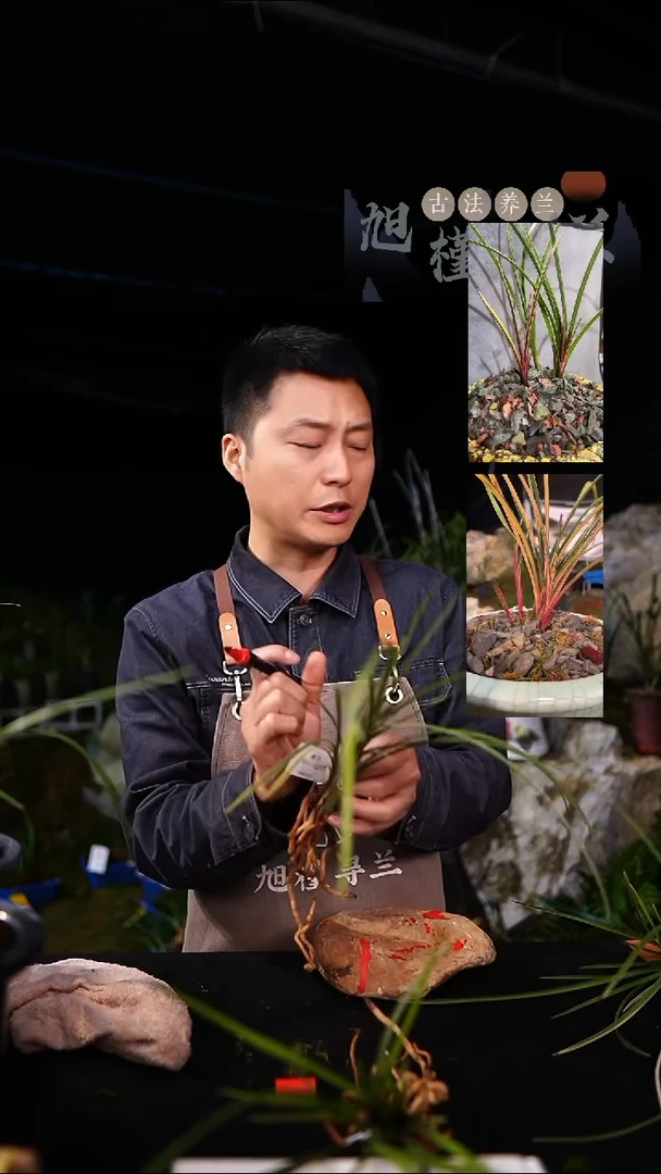 当前无花栽培后可以开花蕙兰七彩红钻4苗(一物一拍）