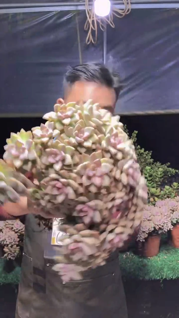 295淡雪缀化一物一拍