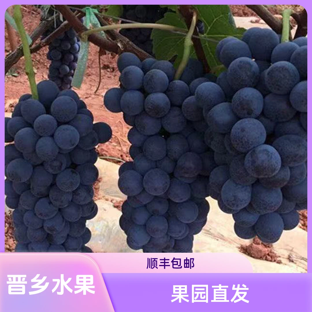 (顺丰包邮)新鲜山西运城现摘夏黑无籽葡萄酸甜多汁当季水果
