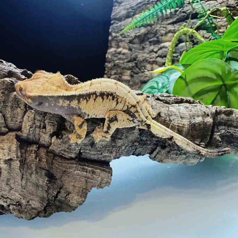 睫角守宫活体可爱性格温顺好上手小亚大亚