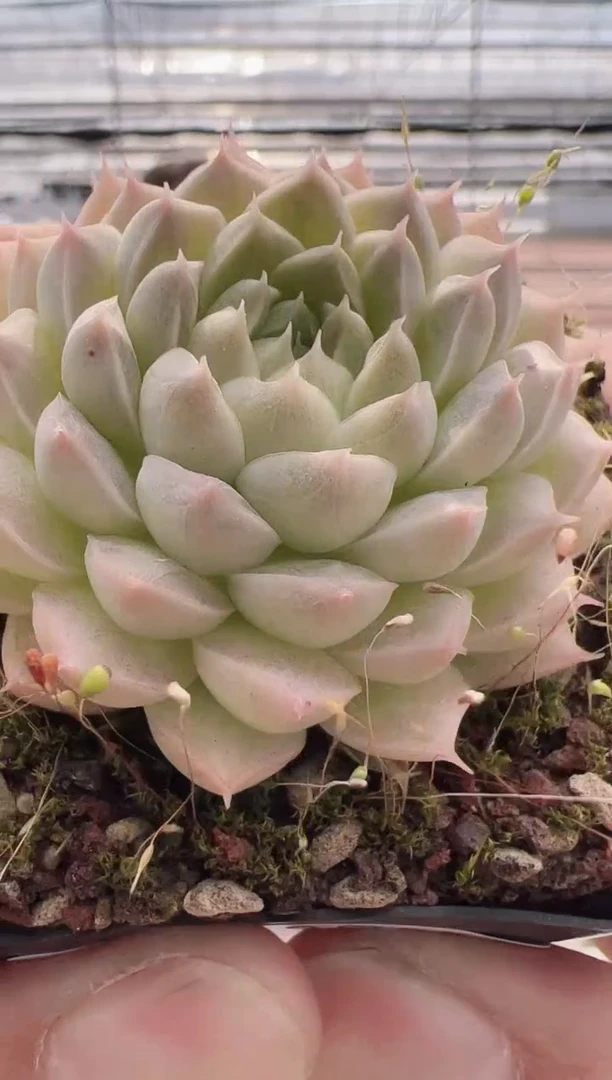 【闪购商品】新款多肉-19